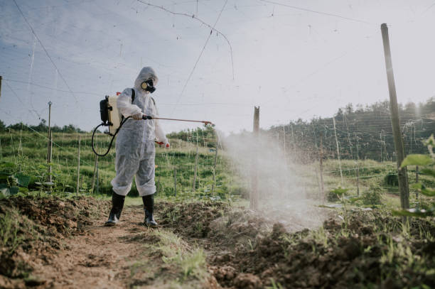 Best Ant Control Services  in White Mountain Lake, AZ